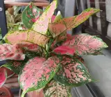 Aglaonema Pink Red Valentine Live Indoor Plant – Colorful Decorative Foliage Plant