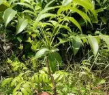 Hog Plum (Amra) Fruit Plant