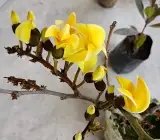 Yellow butea monosperma ( plash )Grafting flowers plant
