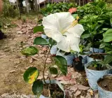 AMERICAN HIBISCUS PLANT(white)