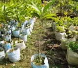 Swarna chapa – Magnolia champaca Flowers plant