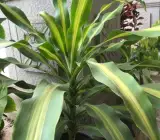 Victorio plants