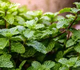 MINT(PUDINA)PLANT