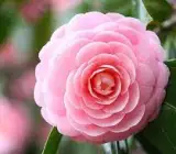 CAMELLIA FLOWERING PLANT(PINK)