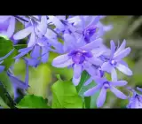 Neel Moni Lota Flower PLANT (Petrea Volubilis Volubilis)
