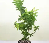 Chinese guava- fruit plant