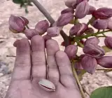 Dwarf Red Pistachio Hybrid Grafted Fruit Plant – Premium Pista Nut Live Plant
