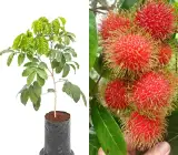 Rambutan - Fruit plant