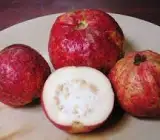 Allahabad Guava-Fruit Plant