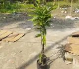 King of Chakapat mango Fruit plant
