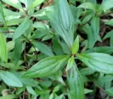 Vishalyakarani Plant