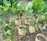 Yellow butea monosperma ( plash )Grafting flowers plant