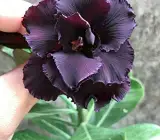 Rosy Variety Adenum