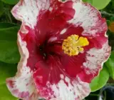 Austrian Hibiscus plant (PURPLE MAGIC)