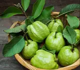 Vietnam all time guava plant
