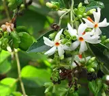 All Time Night flowers plants