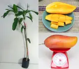 Red Ivory Mango (Grafting) fruit plant