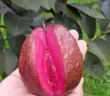 Malaysian Guava red Dwarf Varieties Plants