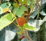 Sarad Seedless Grape plant