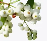 Catseye berry plant