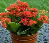 Florist Kalanchoe FLOWERING PLANT(RED)