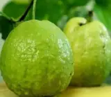Thai KG Guava -Fruit Plants