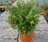 Pomegranate fruit plant