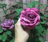 HYBRID GRAFTED ROSE PLANT(PURPLE)