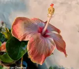 Austrian Hibiscus Grafted Flowers Plants