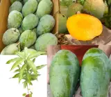 Nurjahan-Mango-Plant---Grafted-and-Hybrid-Plant
