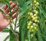 Thai Green Amla Plant – Grafted and Hybrid Plant