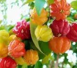 Australian Suriname Cherry Hybrid Fruit Plant
