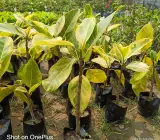 VARIAGATED BOT LIVE PLANT