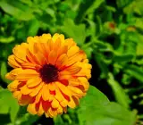 Calendula flowers Plants