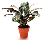 Calathea roseopicta plant
