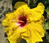 Austrian Hibiscus plant (YELLOW)