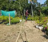 Sweet Tarmarek (Imali ) Fruit Plant