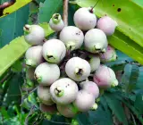 golap jum Fruit Plants
