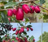 Hybrid Lilly Pilly Berry Plant