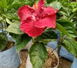 AMERICAN HIBISCUS PLANT(King size)