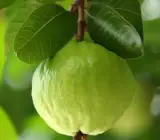 Thai-5-Guava-Plant