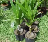Coconut Fruit Plant
