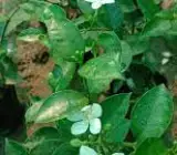 BHUTANMALLIKA FLOWERING PLANT