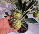 Sweet lime Variegated Mosambi (Grafted )