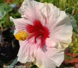Austrian hibiscus- Grafting Plants ( white and Red )