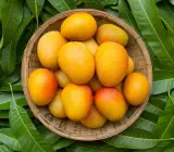 kothapalli kobbari ( Grafting ) mango plant