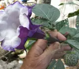 Raj Dutura Plant