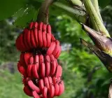 Tissu cultures Red Banana Fruit Plant