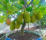 Vietnam Super Early Jack Fruit Plant