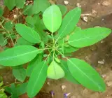 Bonchandal plant